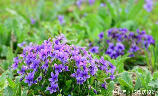  花盆：一种紫“野菜”，比绿萝颜值高，掐一把养花盆，貌似兰花作用强