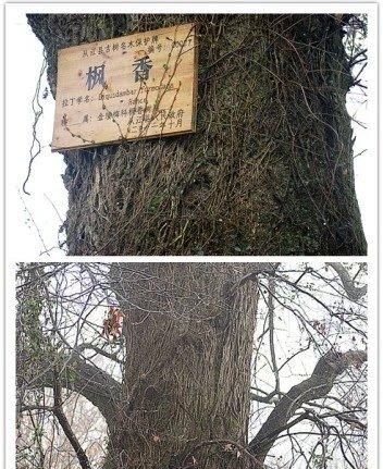  苗寨：跟我云旅游：苗寨
