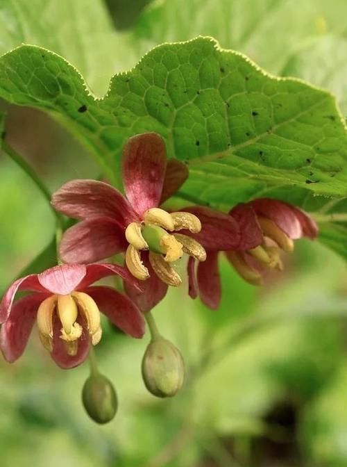 「大王花」这6种花“最臭”,开的再好看也没人养,第4种兰花能当“领带”