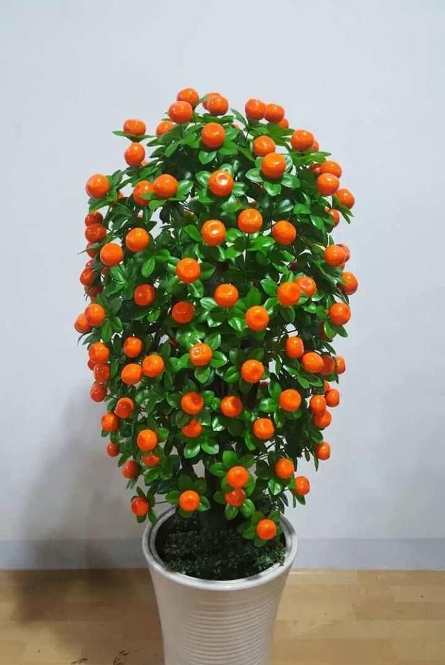 植物|这“2种”植物,放在家里,旺财还喜庆,过年花友都在养!