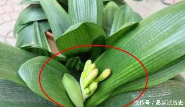  「阿司匹林」君子兰不开花教你这样浇水，君子兰健壮不烂根，开花爆盆不是梦