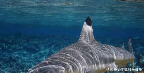 重庆街头出现“鲨鱼鳍”，路人拍手称快，司机叫苦不迭