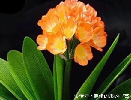 居家|养花也养人,镇宅还旺财,这三种花是居家养护极品!有钱人都喜欢