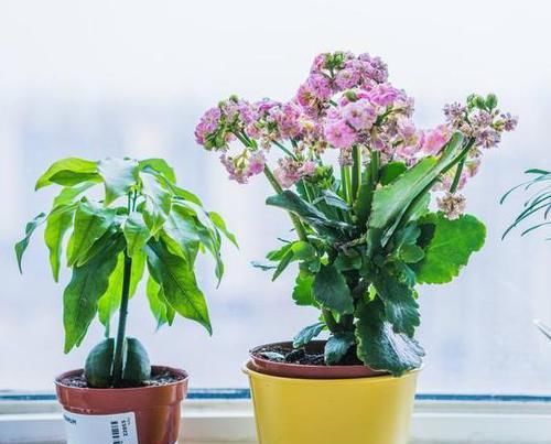  「药品」1种药品，有'2种'用途，扦插生根快，养花不黄叶、不烂根