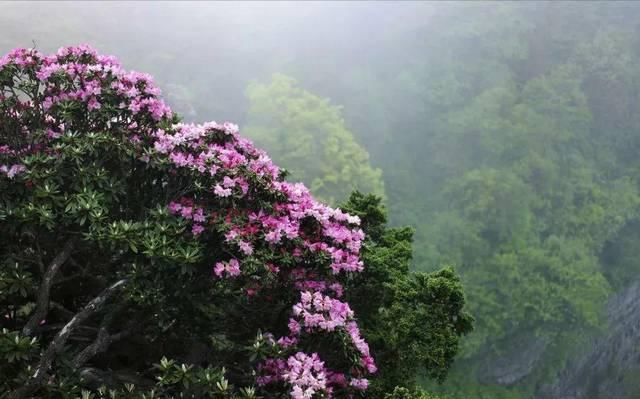  『应平台官方账号』清明春游光雾山，踏青赏花赏春雪（文末有福利）