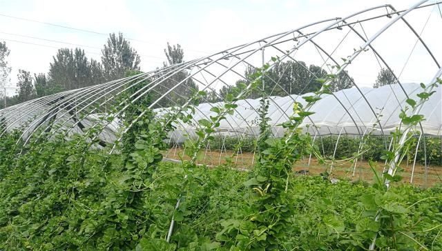  「植物」农村有种植物，被称为“豆腐菜”，种一棵能吃半年