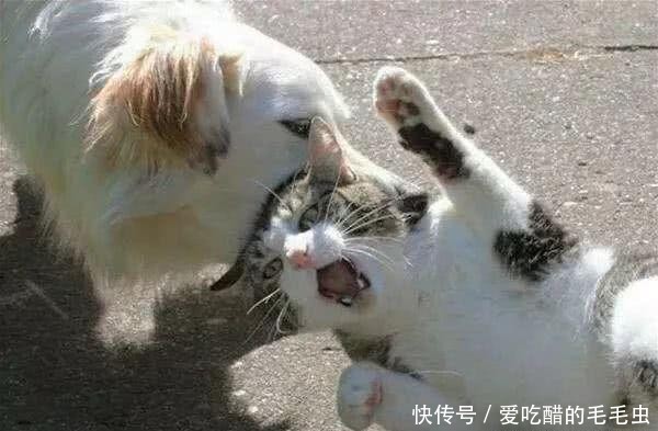 自古不和的猫狗可以一起养?猫狗混养的注意事