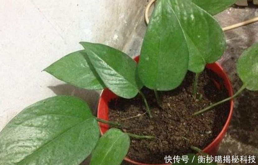  #春天#春天赶快扦插“5种花”，摘片叶子，插土里就活，1盆变10盆！