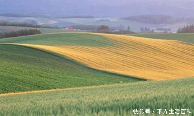  [中国]中国小麦产量最多的十个省，河南的小麦产量最高