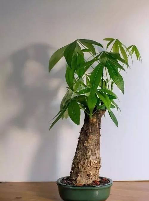  『控制』这些植物养家里要控制给水，一旦浇水多了，根茎特别容易腐烂