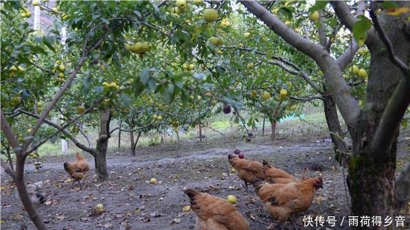  提议：专家提议果树下养土鸡，看似一举两得，实际问题不少，专