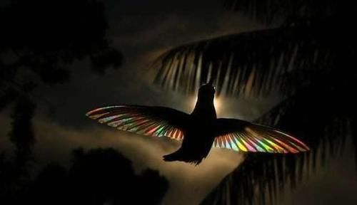 太美了！摄影师在阳光下拍摄蜂鸟，拍到“意想不到的一幕”