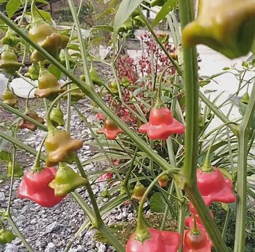 一棵非常罕见的辣椒 相信很多人都没见过！