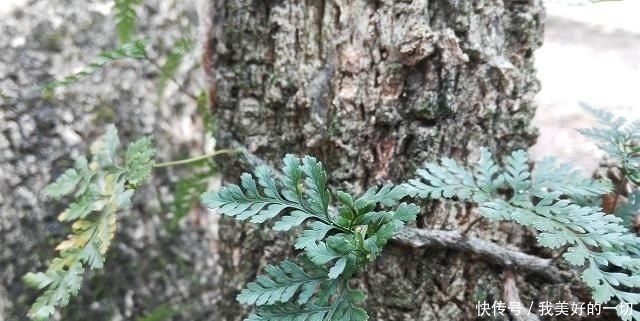  人称■农村一种长在树上的植物，人称“狼尾山草”，市场价40元一斤