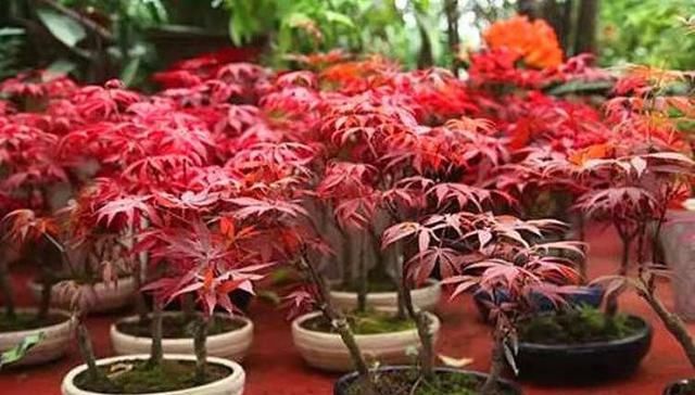 我国■我国最美盆景!客厅、阳台放2盆,一盆能养30年,比绿萝还好养!
