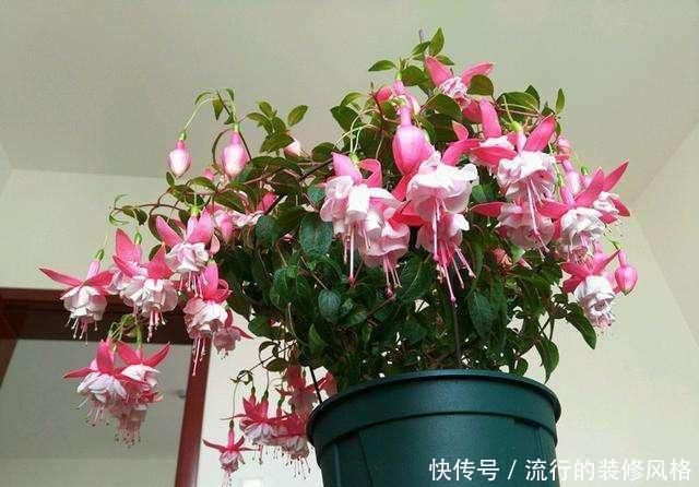  「种花」这3种花夏天养不得，温度一高就热死，很难过夏