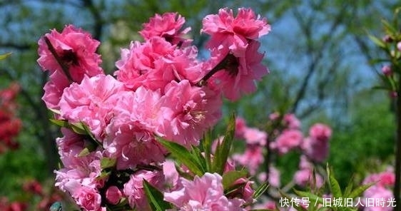 春风十里桃花香，6首“桃花”诗，不一样的桃花，不一样的春天！