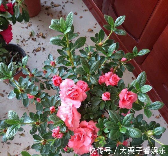 陌生:杜鹃花养不好,掉叶子开花少,做好“两补”,促开花还不掉叶