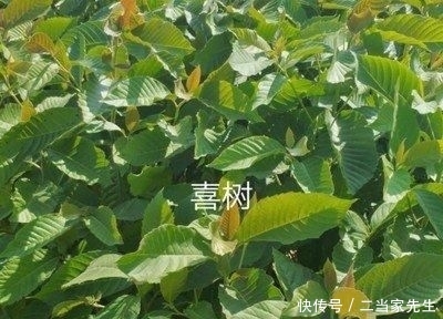  #列为#喜树被列为第一批国家重点保护野生植物，头状花序近球形
