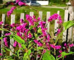  「种子」最漂亮的“狗尾巴”花，花色红艳，一开花到9月，撒把种子长一片