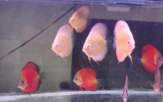  『开启氧气』对于鱼缸的整体水质和观赏鱼的状态而言，硝化细菌能算个啥？