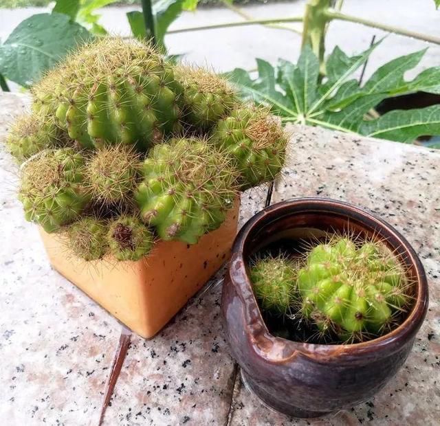 【盆土完全干】啥花都养不好？1种情况“最有可能”：好花都是浇死的！