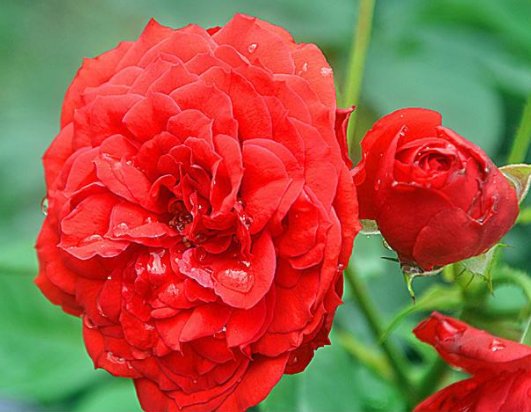 龙沙宝石■家里就养这5款花，放家里助于睡眠，便宜又好打理，四季开花不断