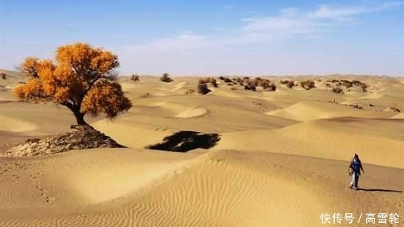 中国最大的沙漠带, 政府花数亿种下大量植物, 如今竟成这个样子