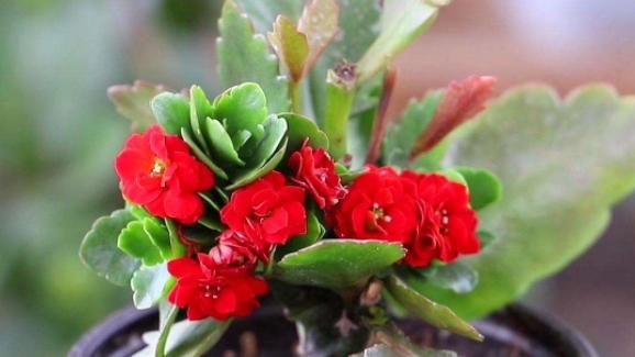  【想养】适合“新手”养的5种花，想养死都难，还都是常见的观花植物