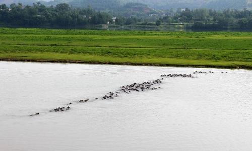 震撼！四川蓬安上演“百牛渡江”生态奇观