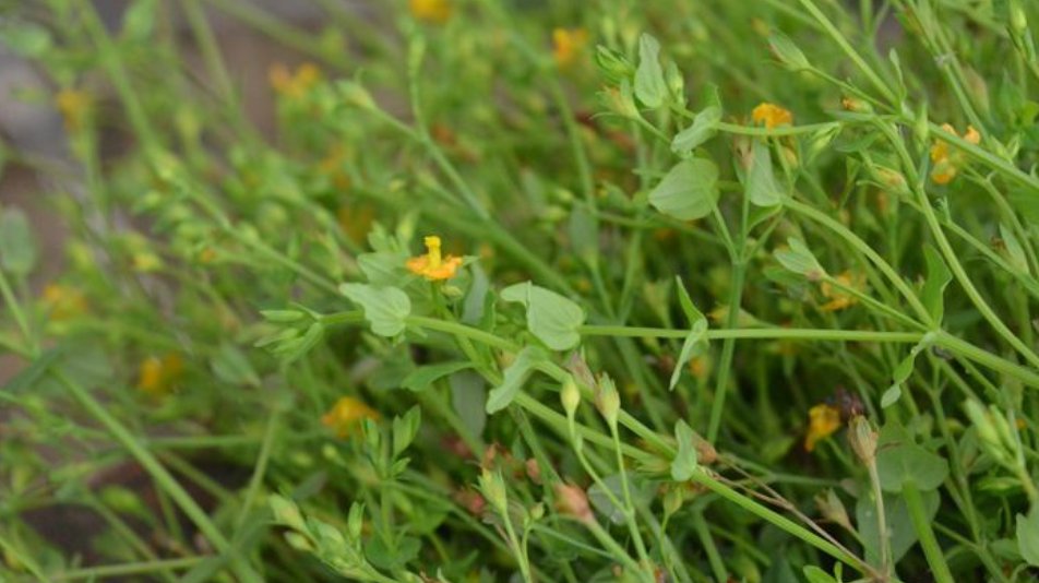  「记得」农村一种草药俗称“降龙草”，长在田边像杂草，看到记