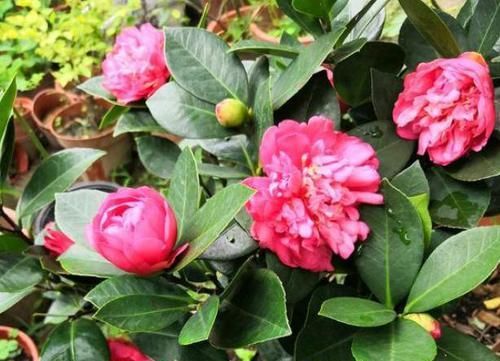  『技巧』茶花养护“小技巧”，做好关键4点，花大色艳，满树都是花