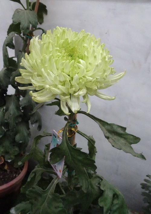  「碧绿」喜欢菊花，首选“五大名菊”绿牡丹，花开碧绿如玉，光彩夺目