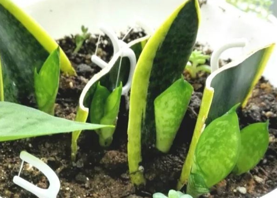  「修剪下来」家里养6种花，摘片叶子就能插活，学会了越养越多