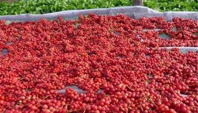  【果实】靠风吹就能授粉，果实酷似葡萄，农民种植拿它泡水喝