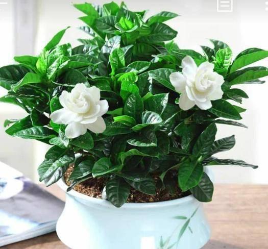 栀子花@栀子花黄叶?不用硫酸亚铁,一个小方法,7天就治好