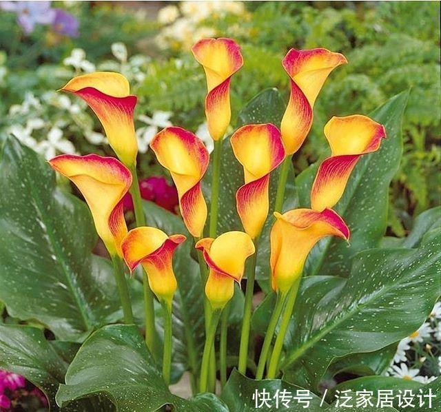 【狄特】美神阿弗洛狄特都嫉妒的马蹄莲,既是纯洁秀挺,又是多彩艳丽