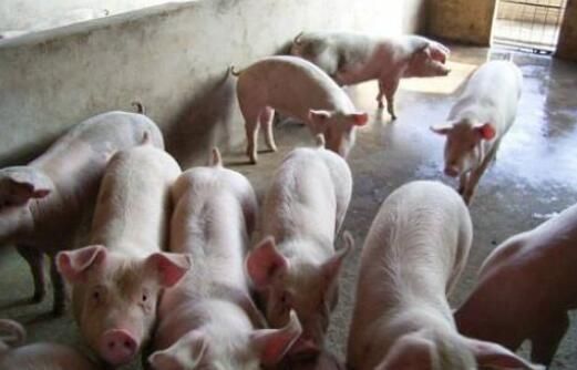 借猪瘟造谣,称郑州多人感染猪病毒死亡!郑州警方抓获造谣者