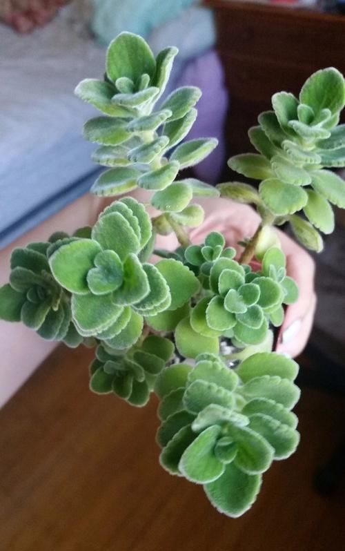  叶子@让人心疼又烦恼的碰碰香盆栽，繁殖简单，但我却不想养太多