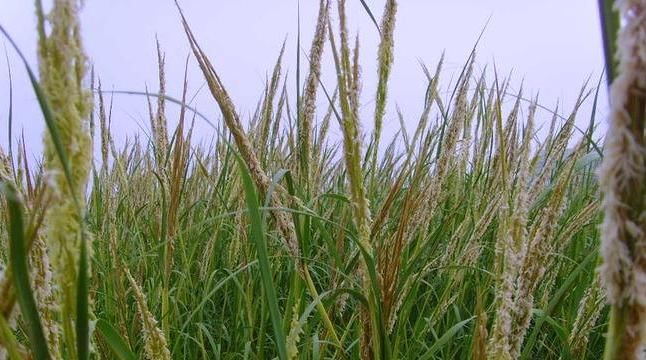  「我国」我国曾经引进美国的这一物种，如今泛滥成灾，人们对它