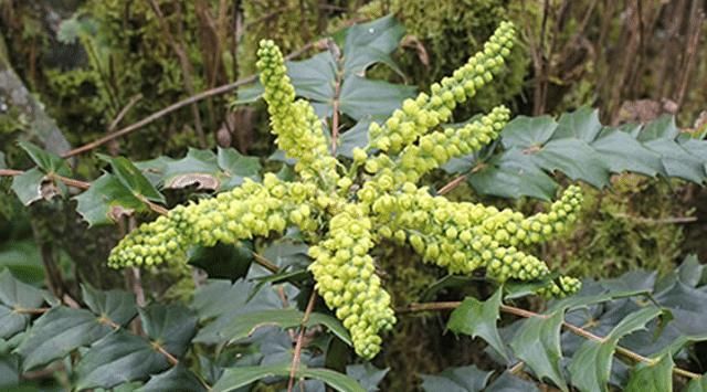  「植物」它“叶片”带刺，却价值极高，您若遇见，请切勿不当回事