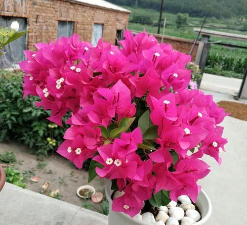  「花开满」花大又美丽，适合新手养，花开满枝又漂亮，绚丽多彩惹人爱，超美