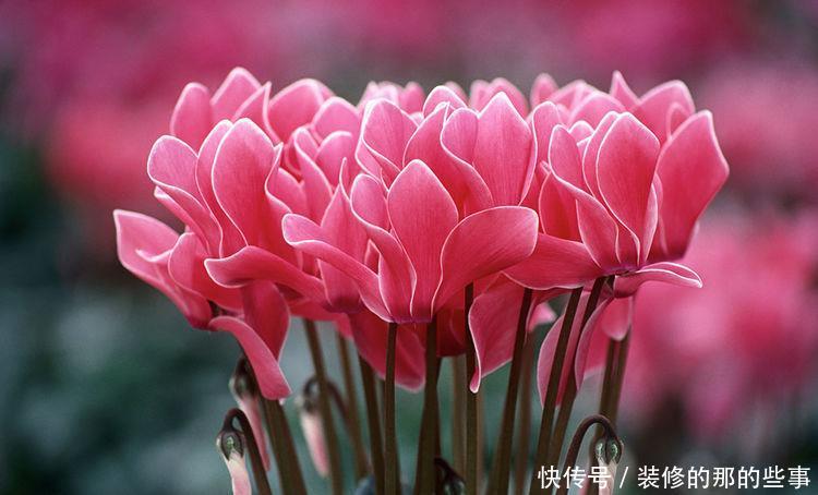 『喜欢』新手喜欢养护花卉,就选择花色绚丽,花期长,美丽漂亮的5种花卉