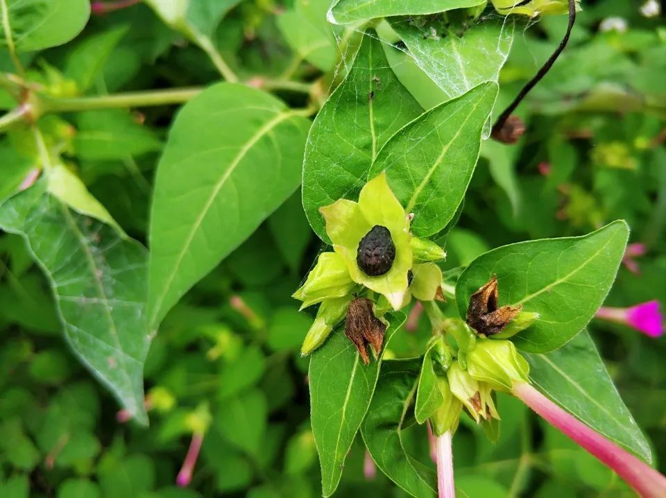 农村一种驱蚊野花，农村娃常把果实当玩具，却不知价值真的好高