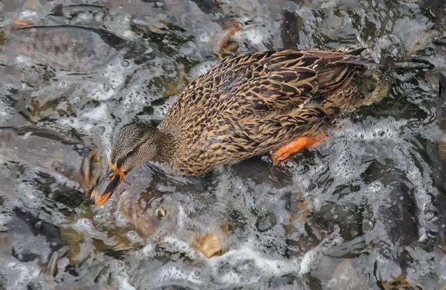 鲤鱼太多,鸭子踩鱼行走成景观,为小镇带来不菲的收入