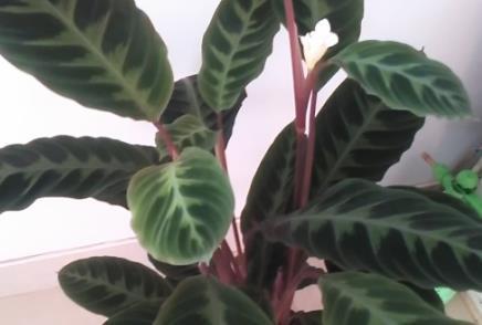 #堪称#这三种绿植堪称植物界的除湿器,家里放上一盆,好看又实用