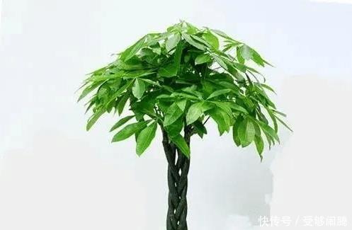 #高贵#八种寓意吉祥的旺财花,好看还好养,喜庆又高贵!