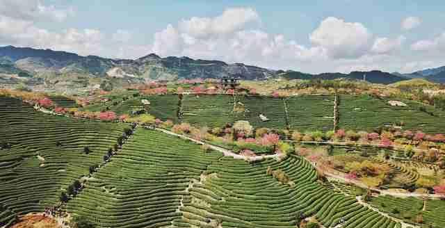  圣地■大陆阿里山，中国最美赏樱圣地，堪比日本樱花，游客慕名而来