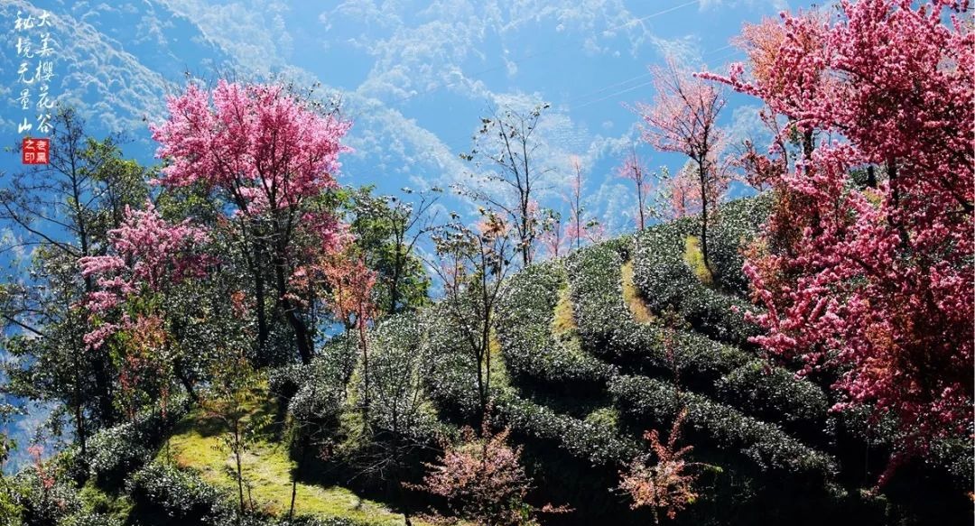 大美无量丨樱花谷的樱花又开了，未来20天，赏花正当时