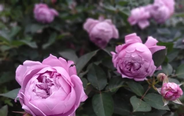  『丰花性好』狼家自育的表现到底如何，戳进来看看花友们的大实话
